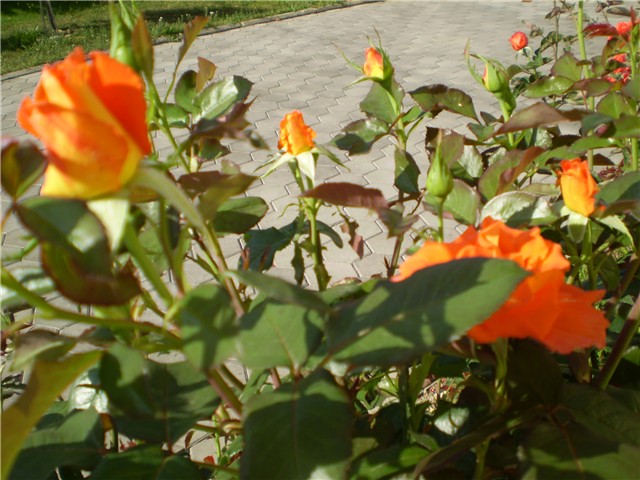 ružica